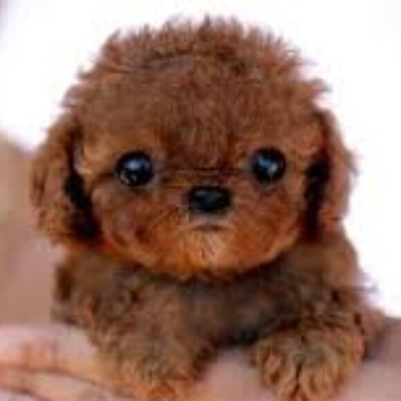 Meet your Posher, Noris - Picture 2 of 7